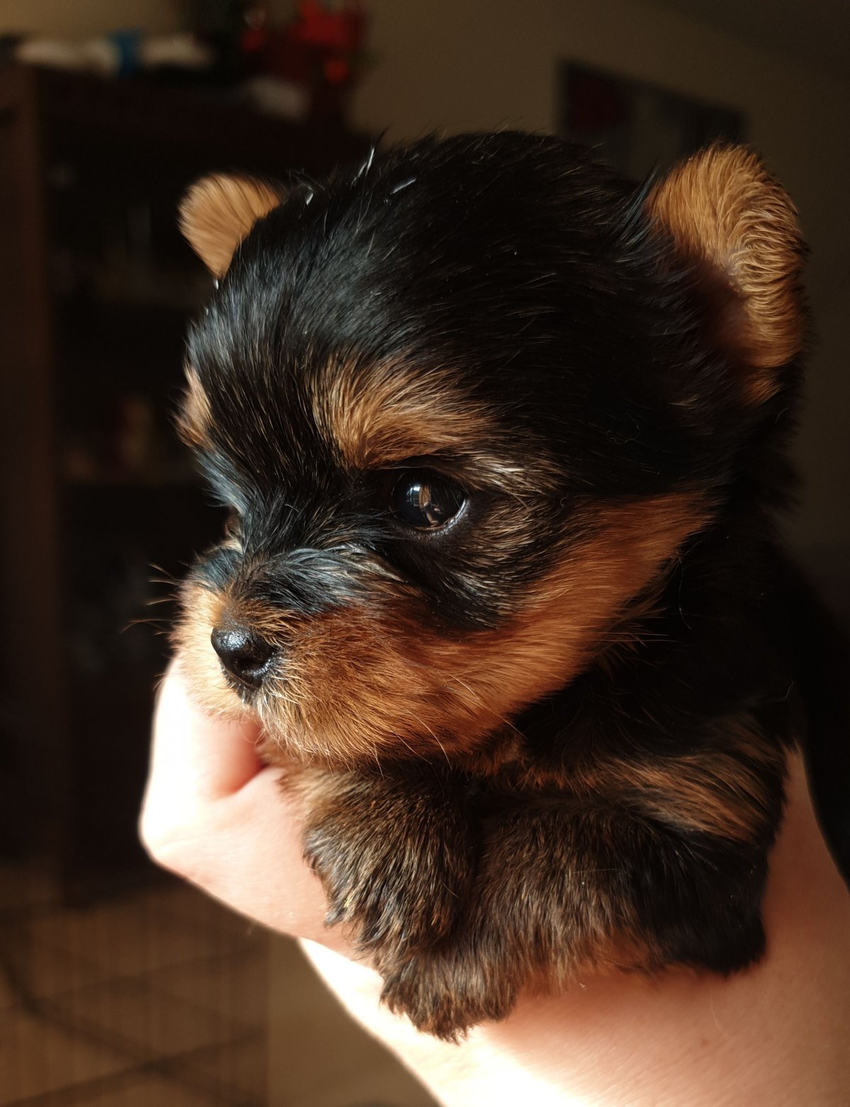 Щенок Йорка 1 месяц