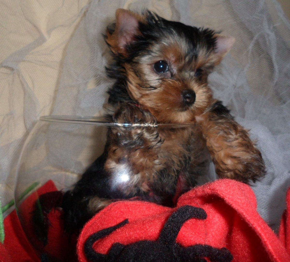 Йоркширский терьер макси стандарт