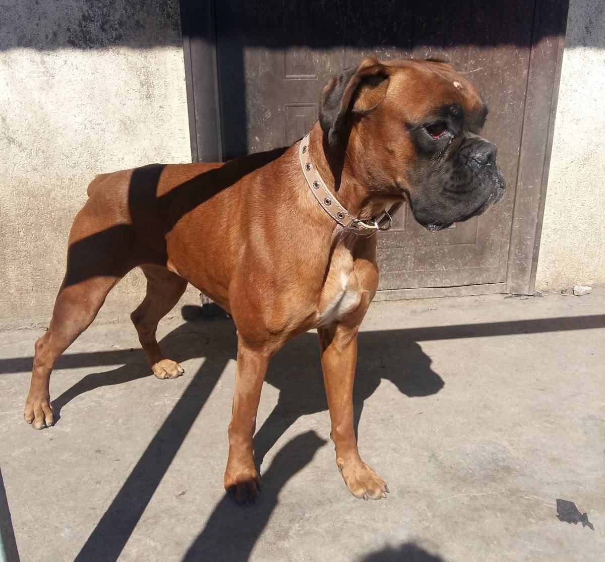 Голубой боксер собака