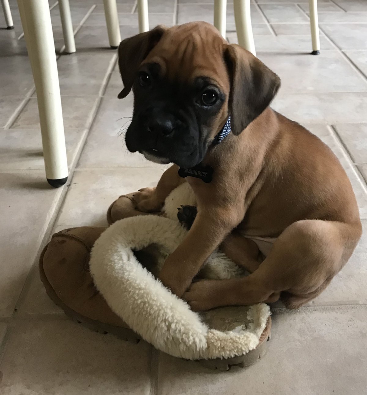 Боксёр порода собак