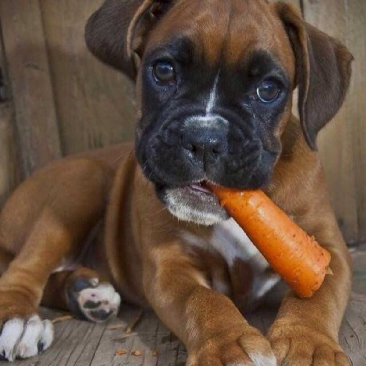 Жеваный щенком ботинок