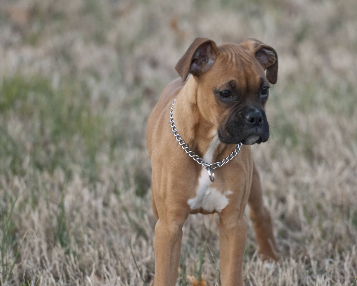 Польский боксёр собака