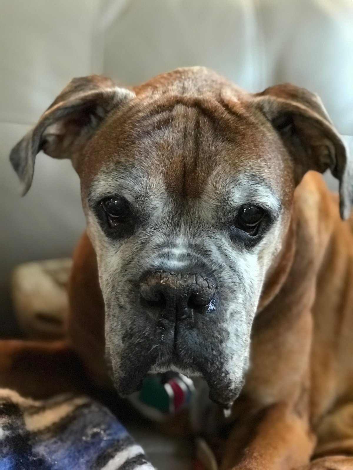 Карликовый немецкий боксер