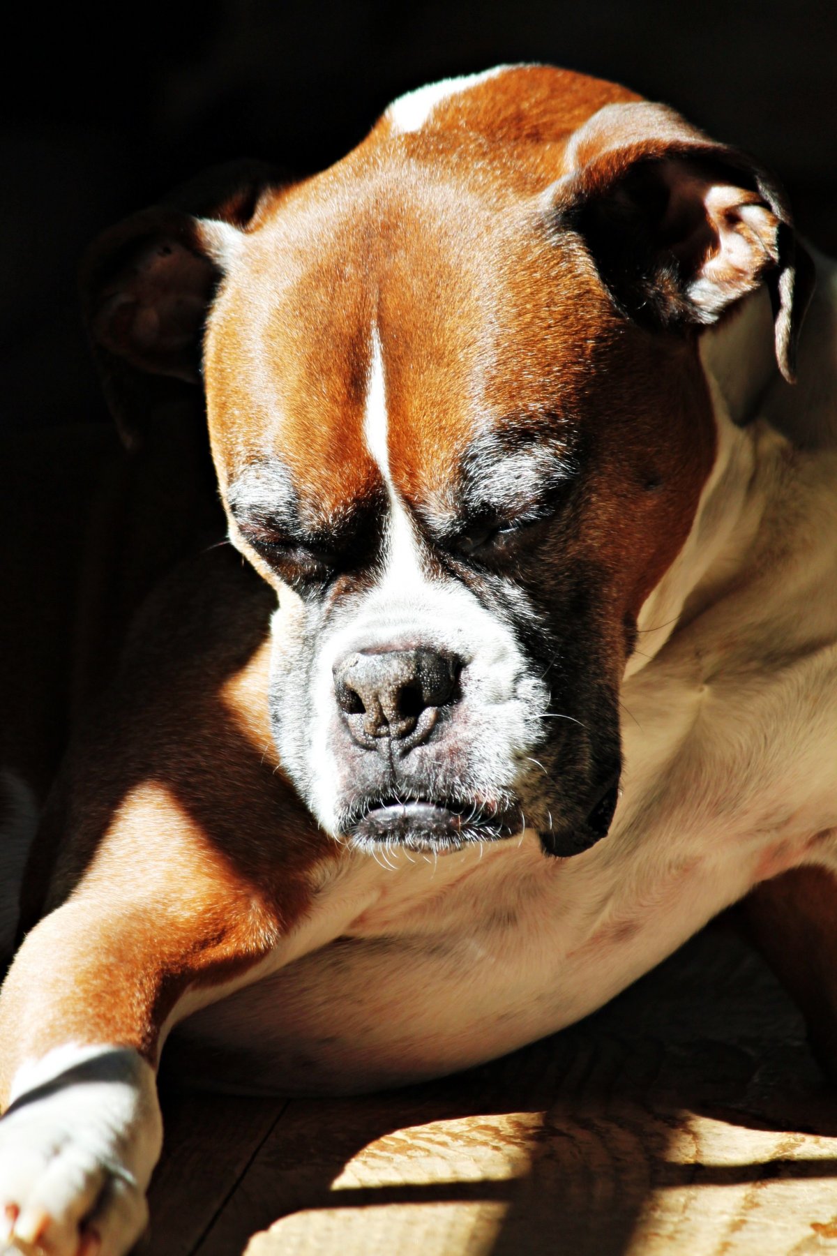 Собака боксер на диване