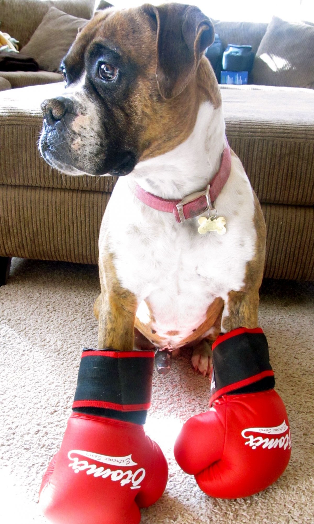 Боксёр порода собак