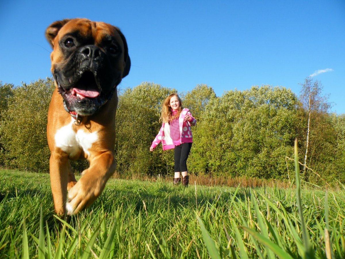 Боксёр порода собак