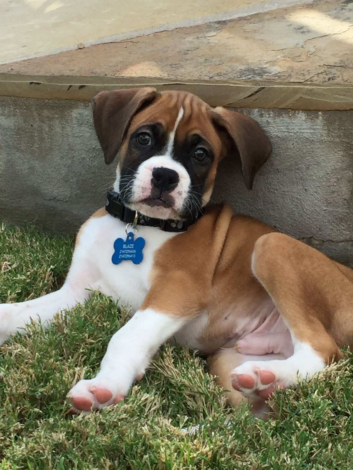 Дог и боксер