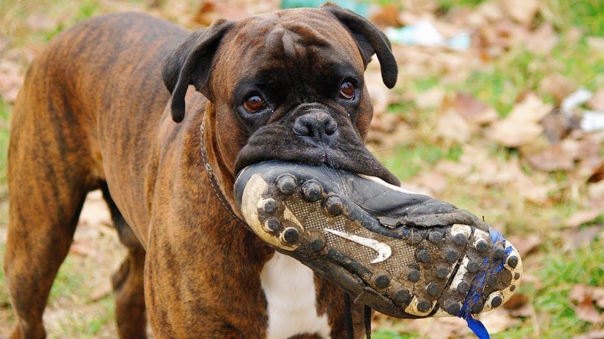 Боксёр собака щенок