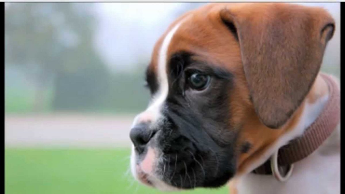 Боксёр собака щенок