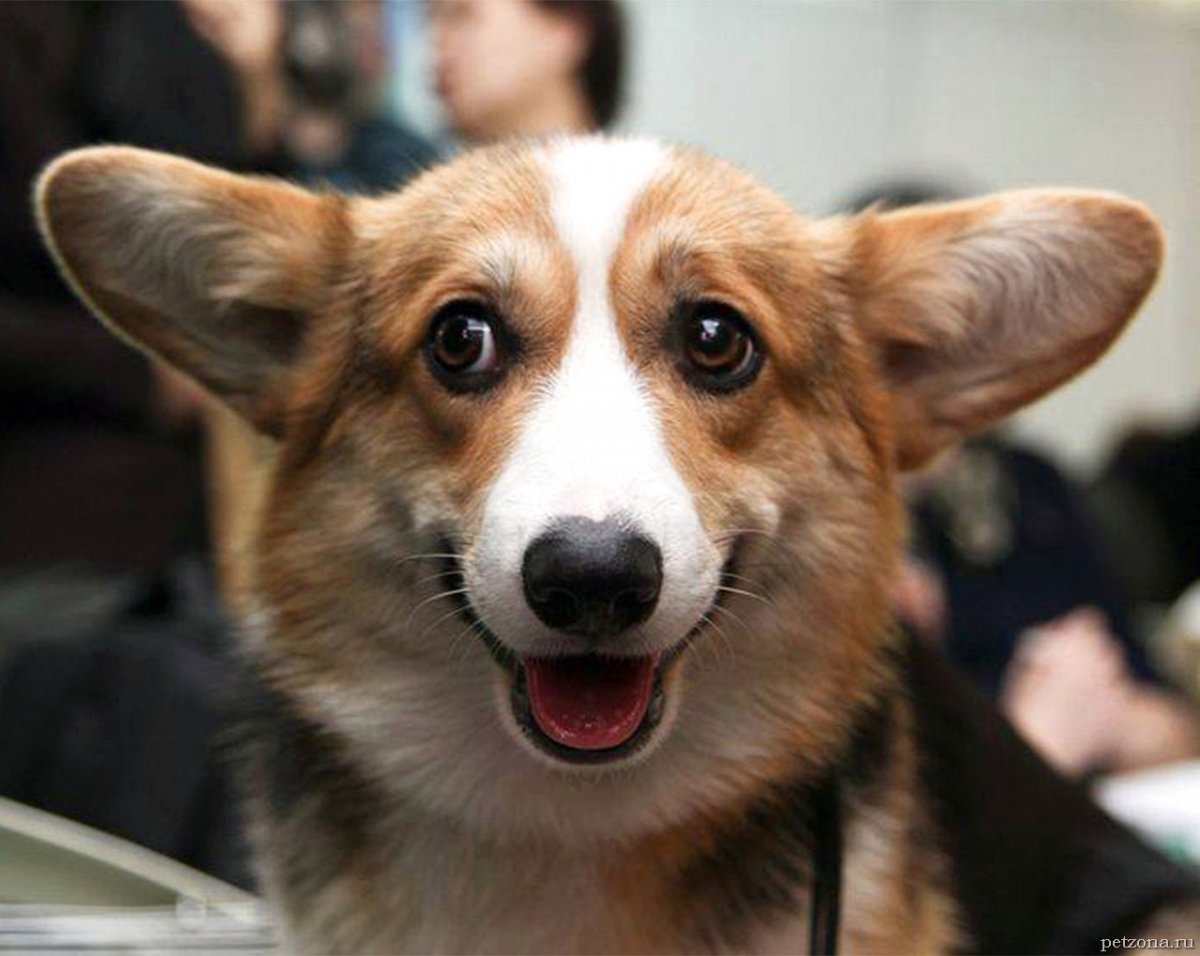 Собачий носик