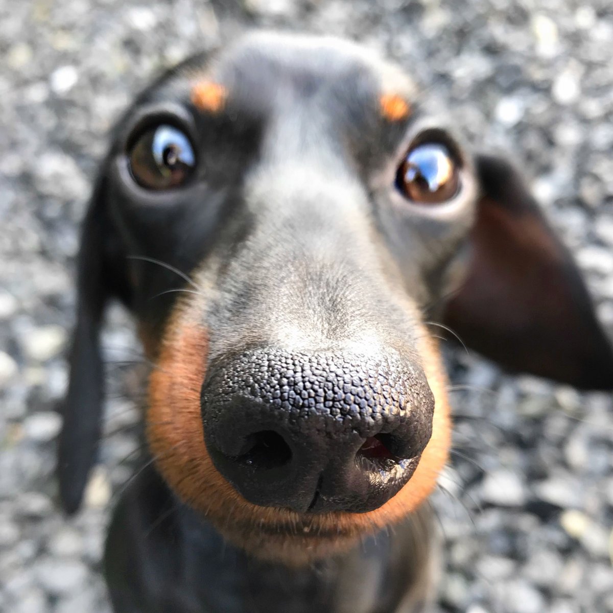 Соьакп с выпуклыми глазам