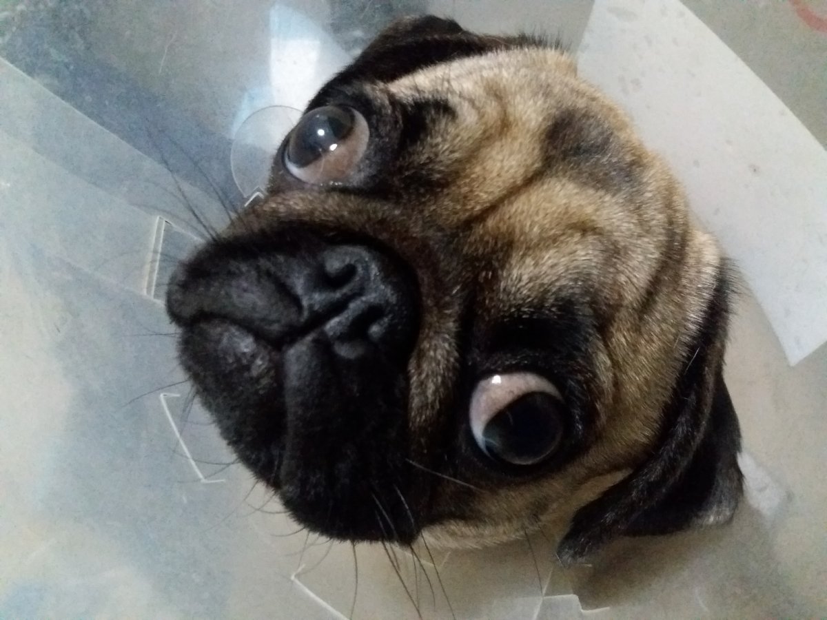 Эльке Фогельзанг