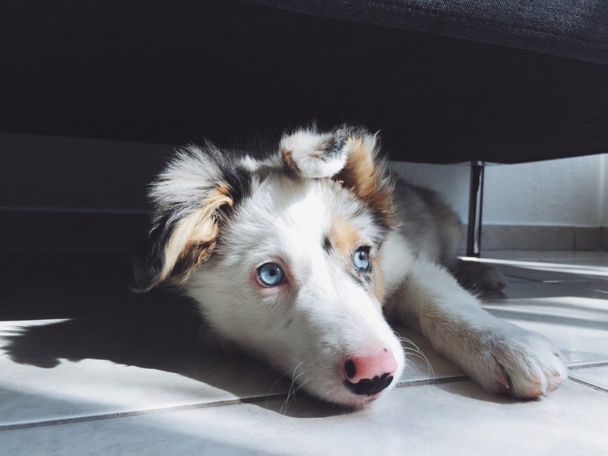 Левретка Заппа