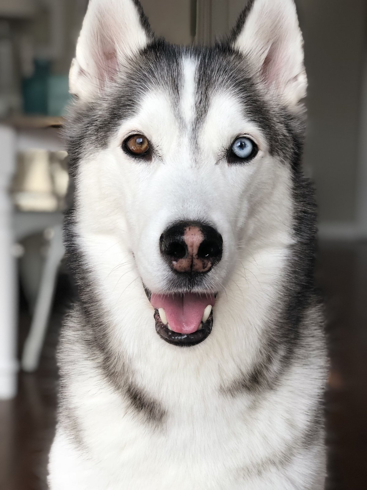 Щенок бордер колли Эстетика