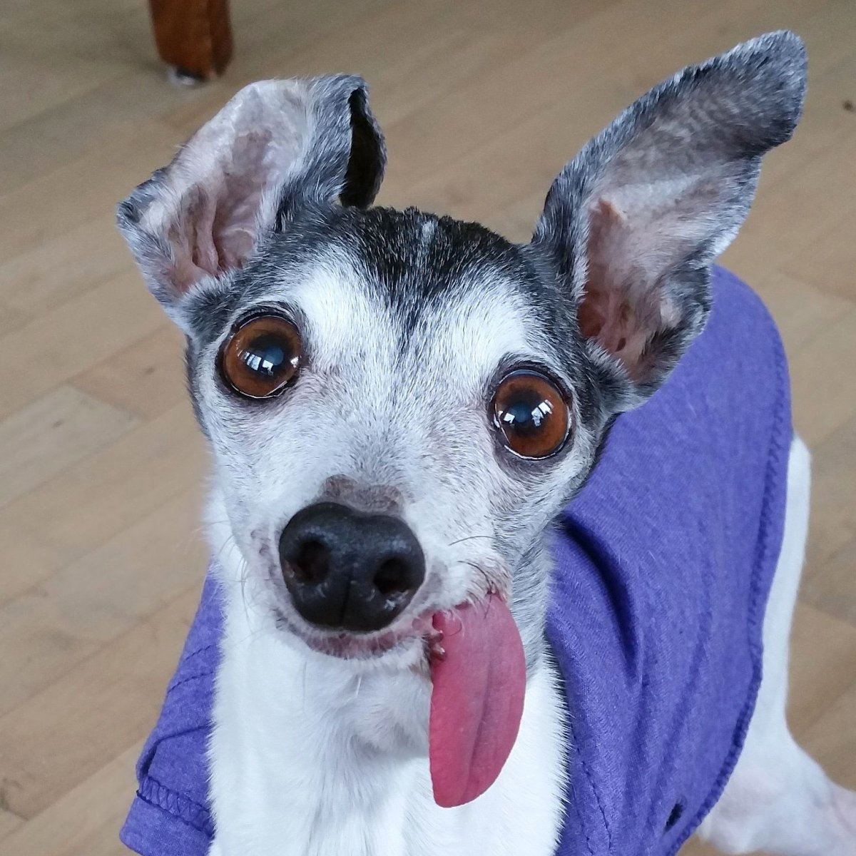 Морда собаки