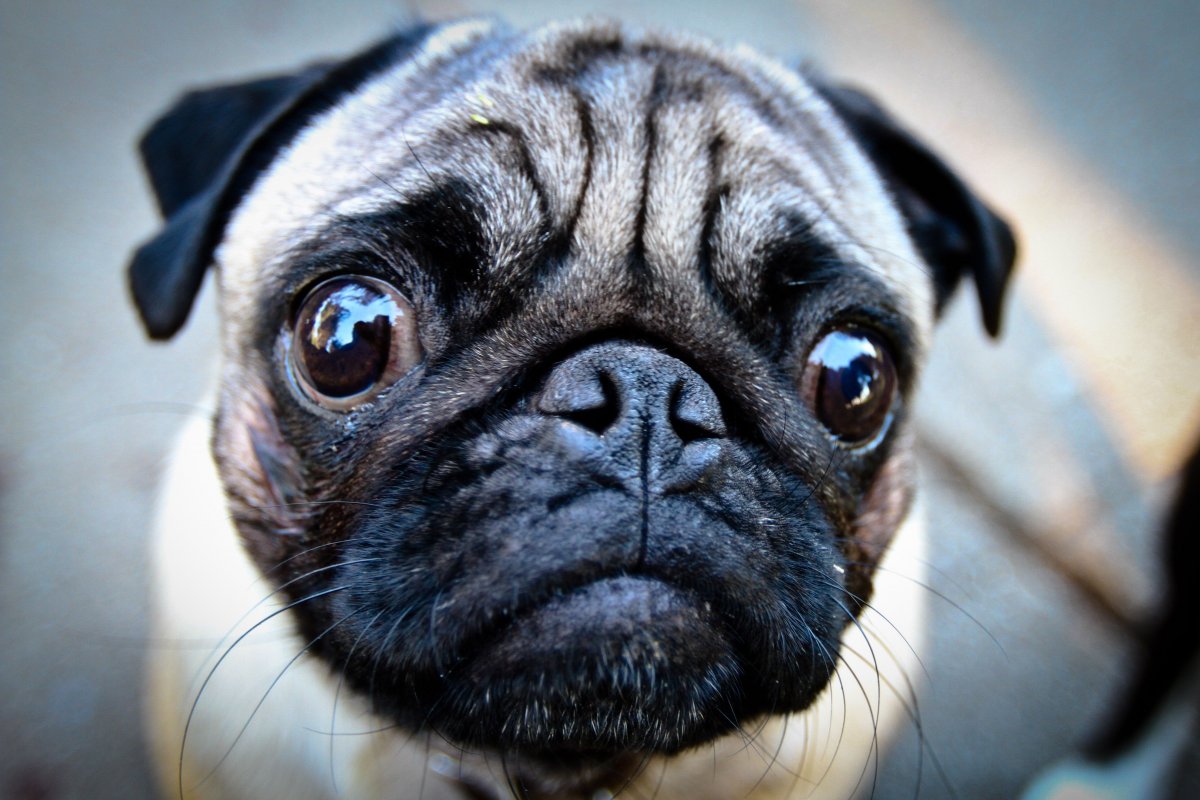 Косоглазые щенки