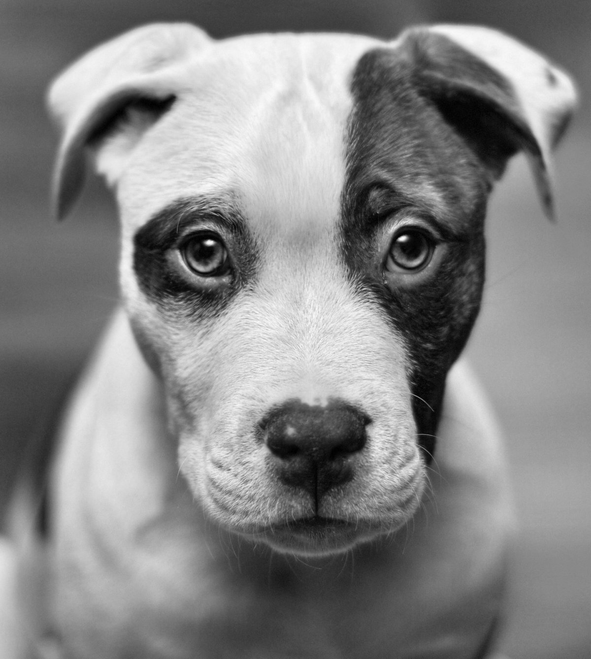 Собака с карими глазами