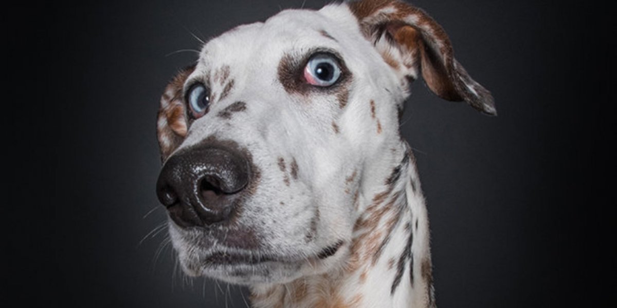 Собака улыбается