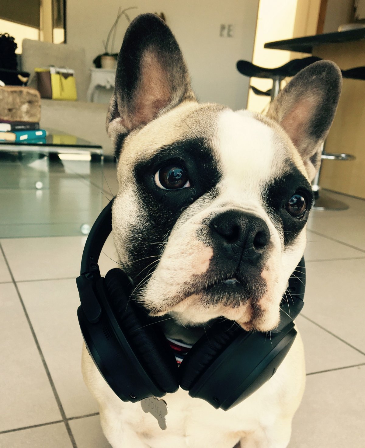 Французский бульдог с человеком