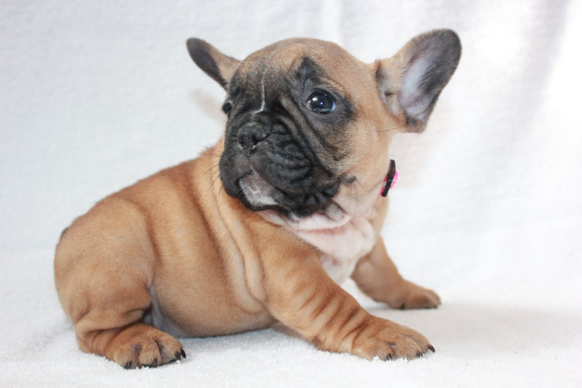 Французский бульдог Боня
