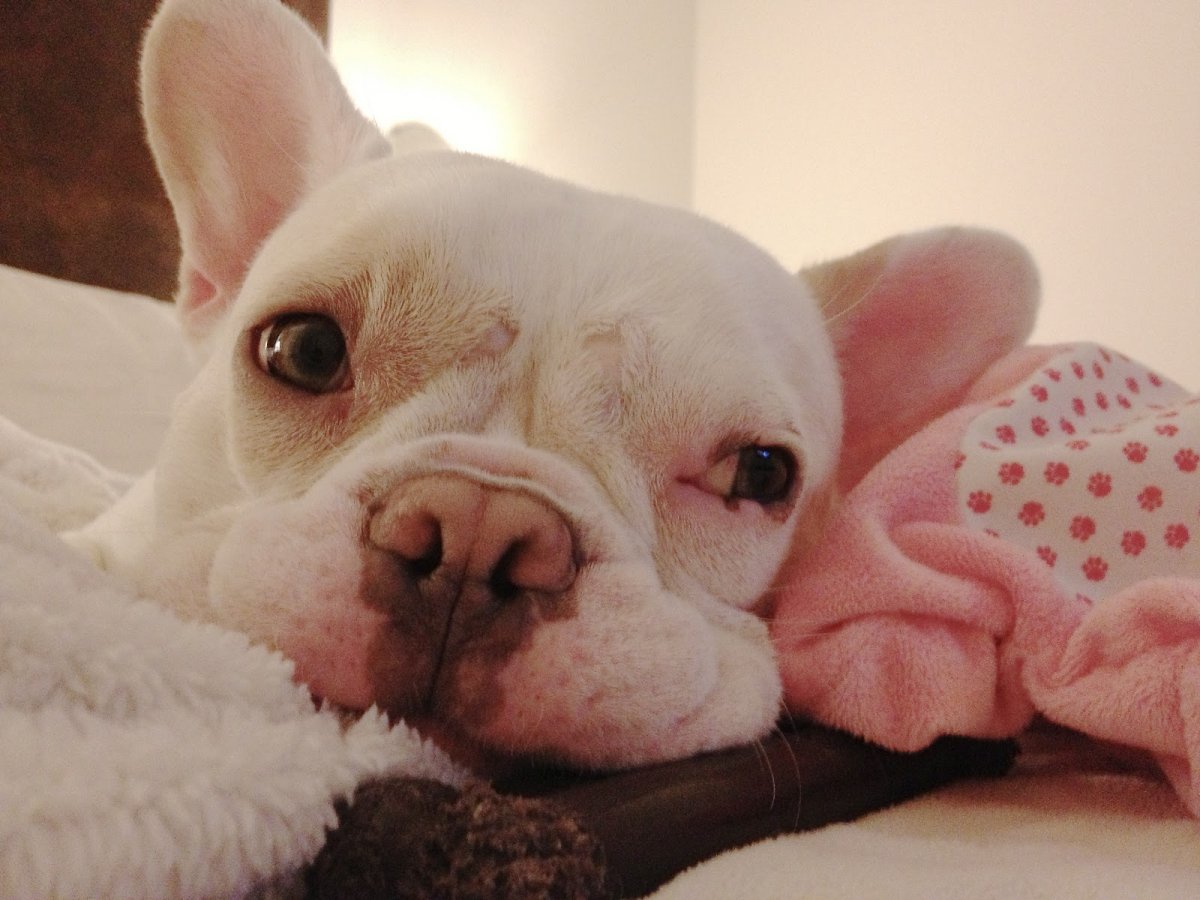 Бруклинский бульдог