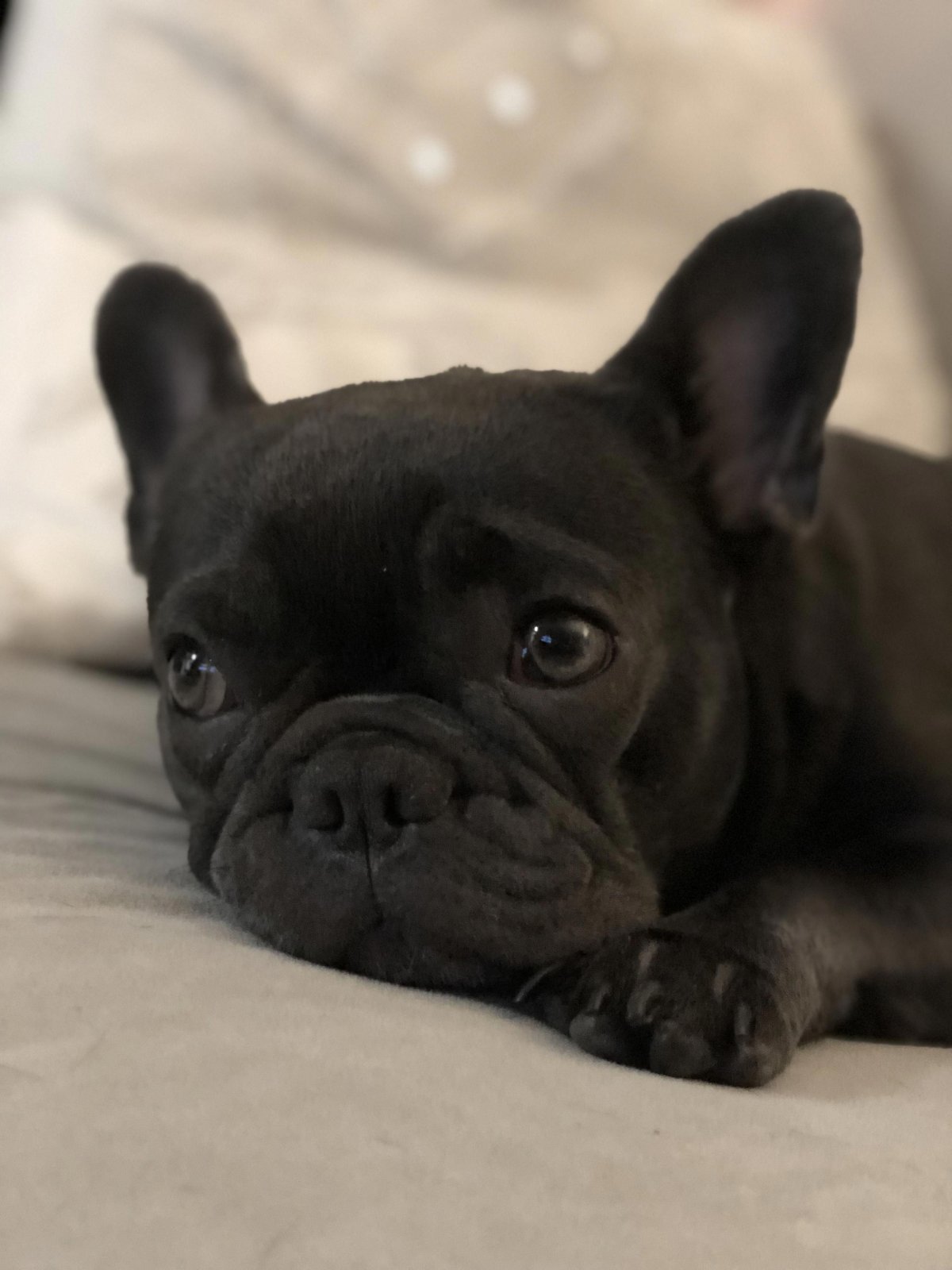 Шарм французский бульдог