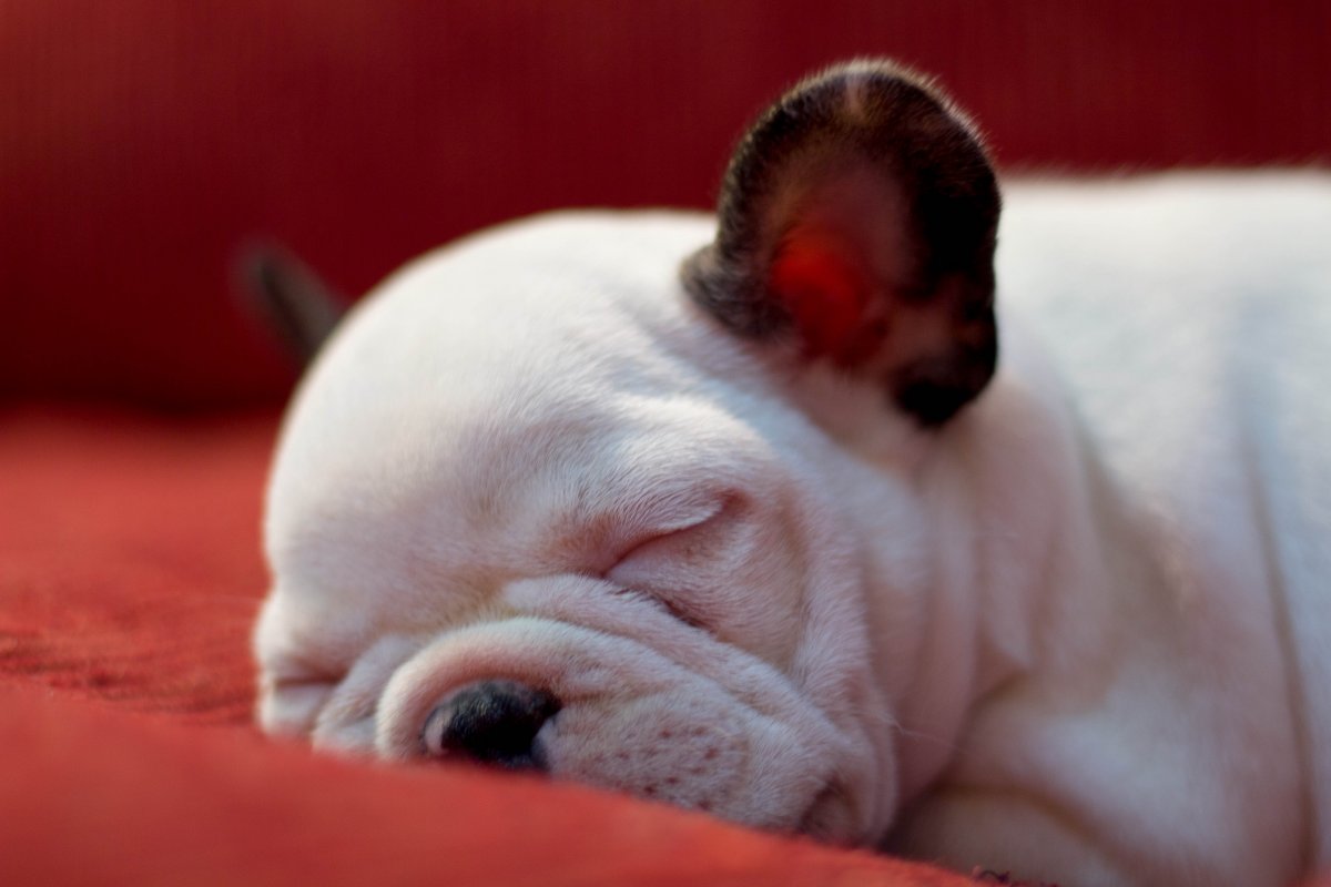 Французский бульдог