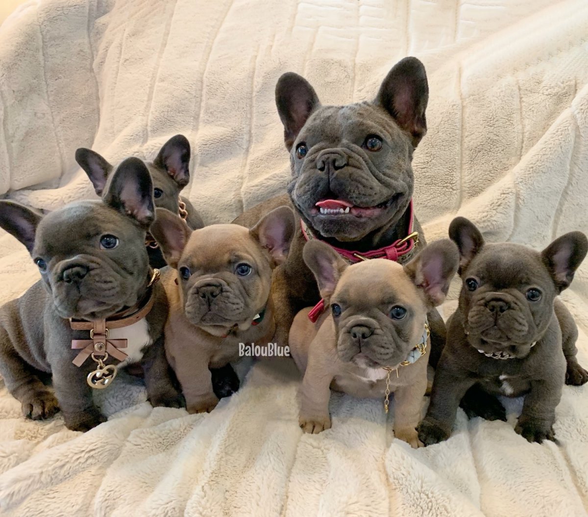 Французский бульдог