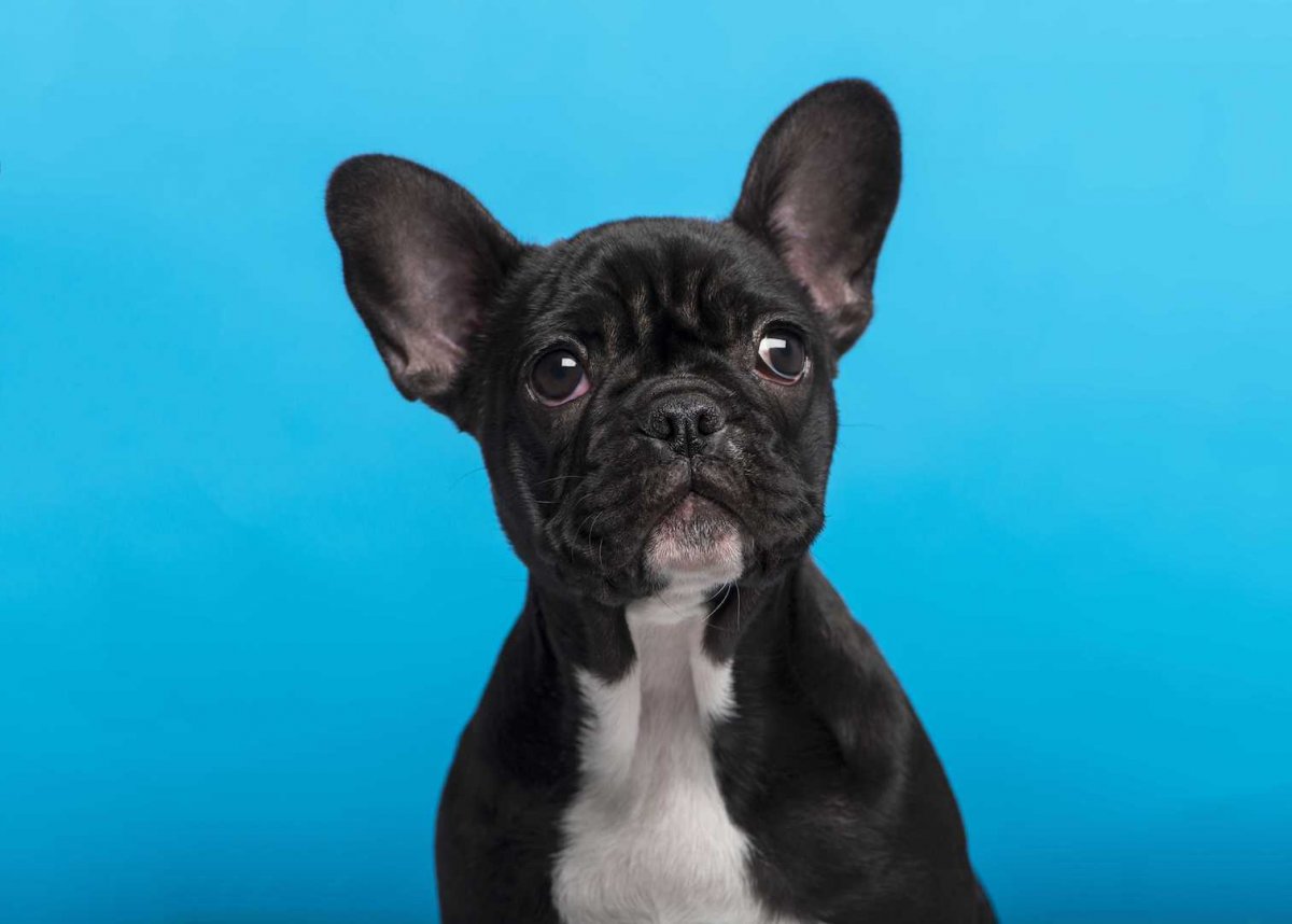 Французский бульдог черный щенок