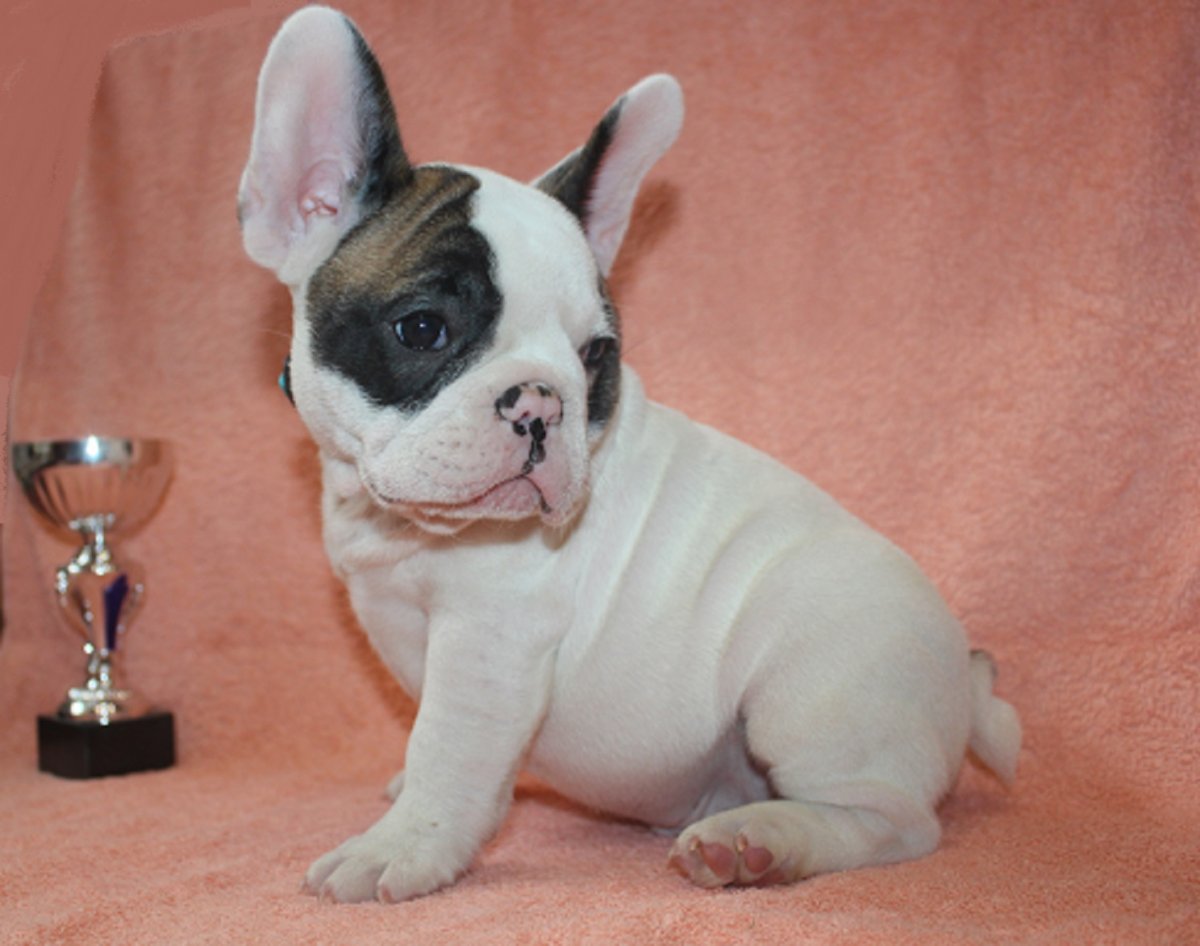 Французский бульдог в платье