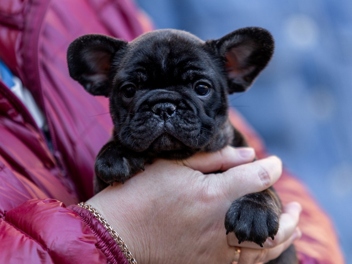 Французские бульдоги мини окрас Мерьем