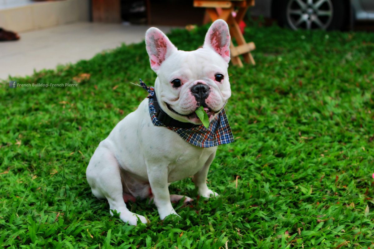 Карман под хвостом у французского бульдога