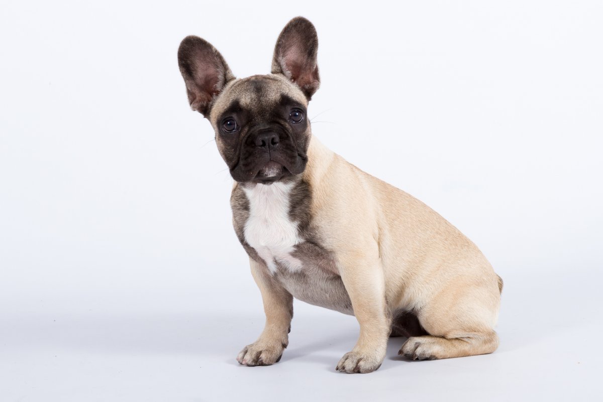 Баффи французский бульдог