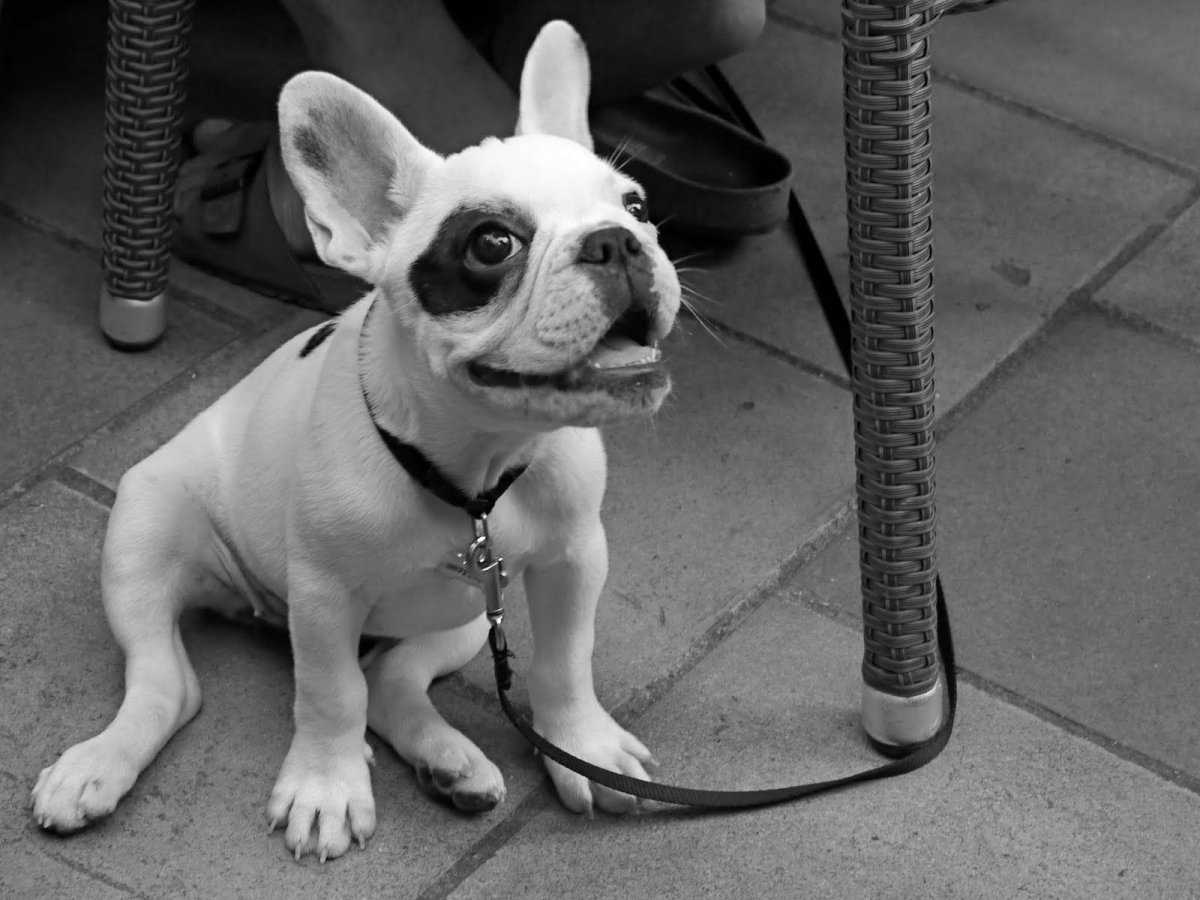 Французский бульдог Чивас