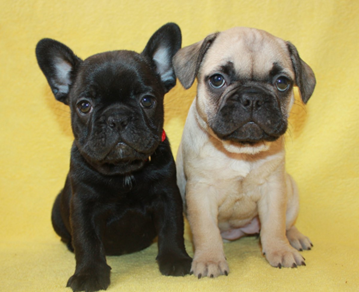 Аурум Магик питомник французский бульдог