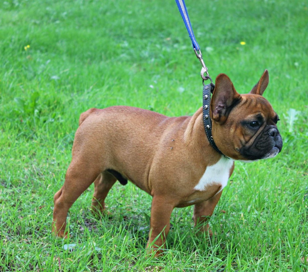 Французский бульдог