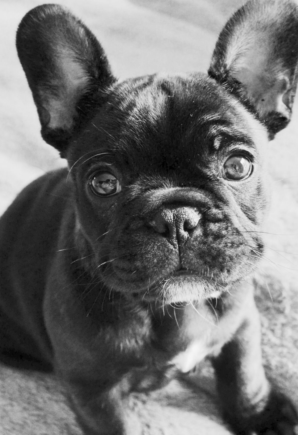 Французский бульдог Мерлин