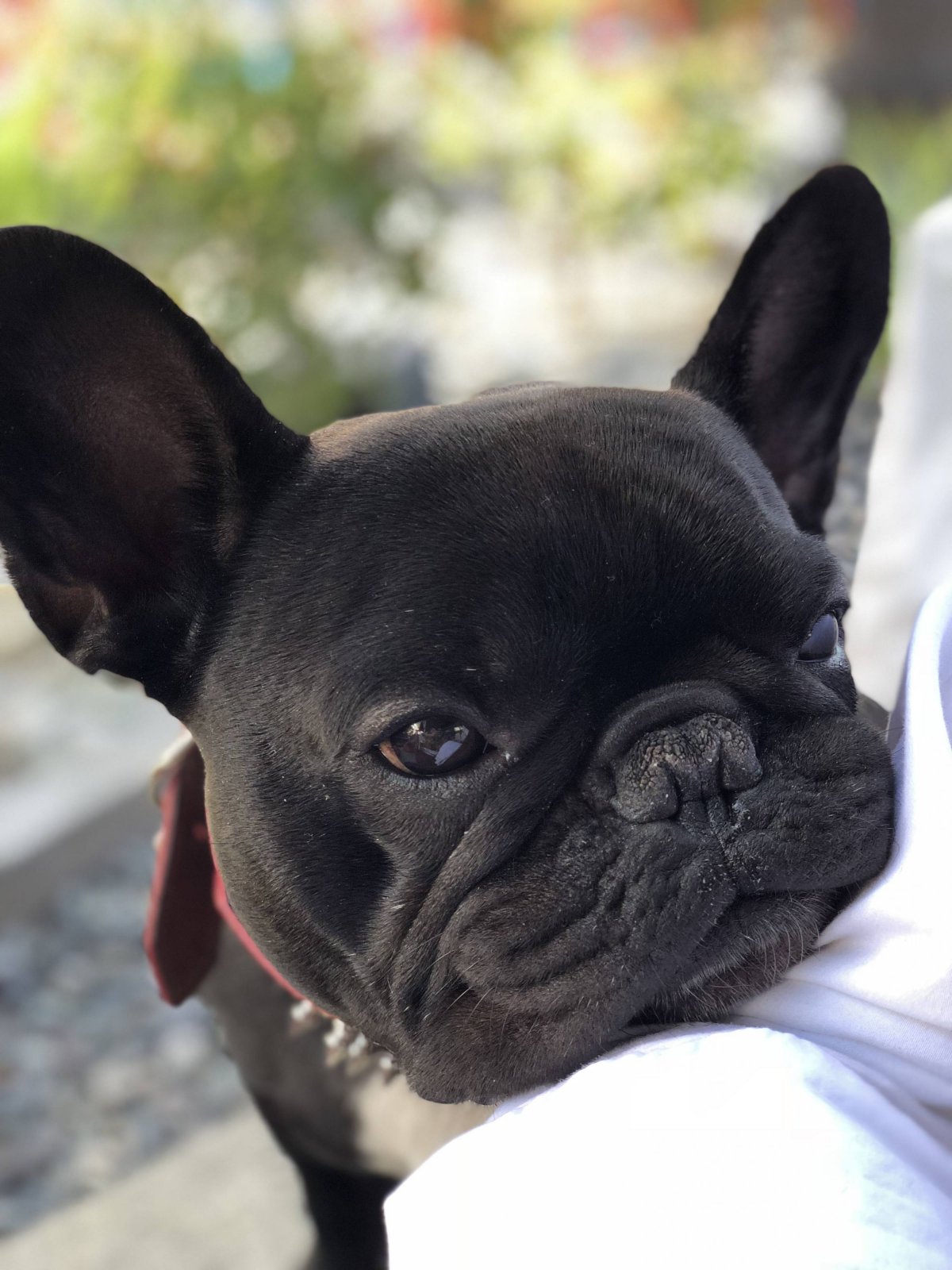 Французский бульдог