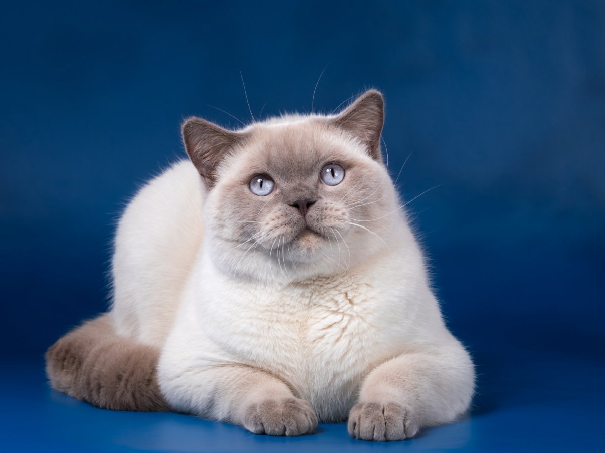 Шотландский кот блю поинт