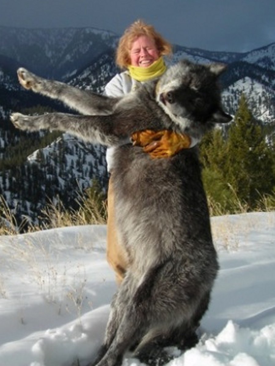 Самый большой волк