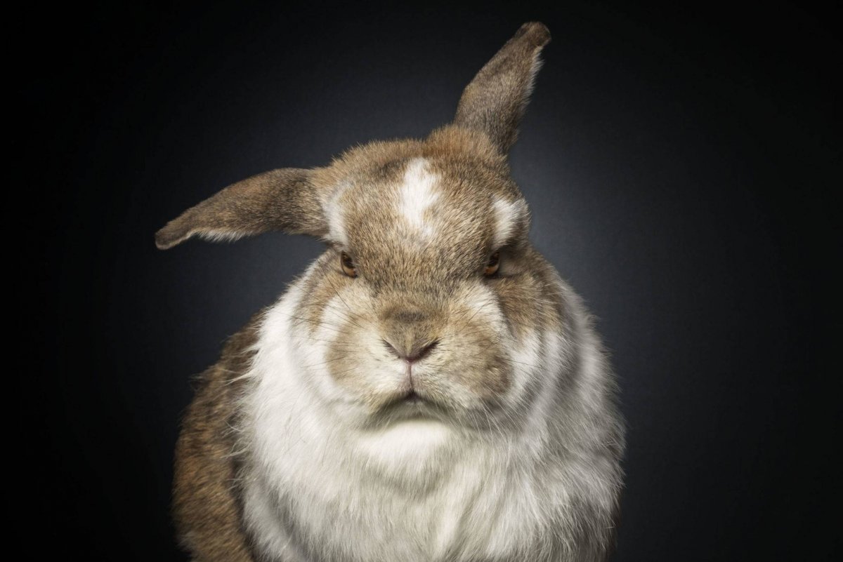 Сердитый кролик