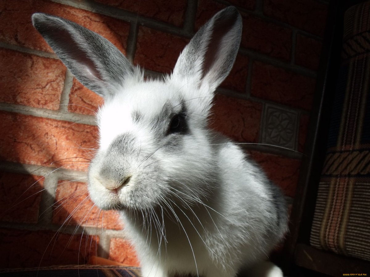 Смешные кролики