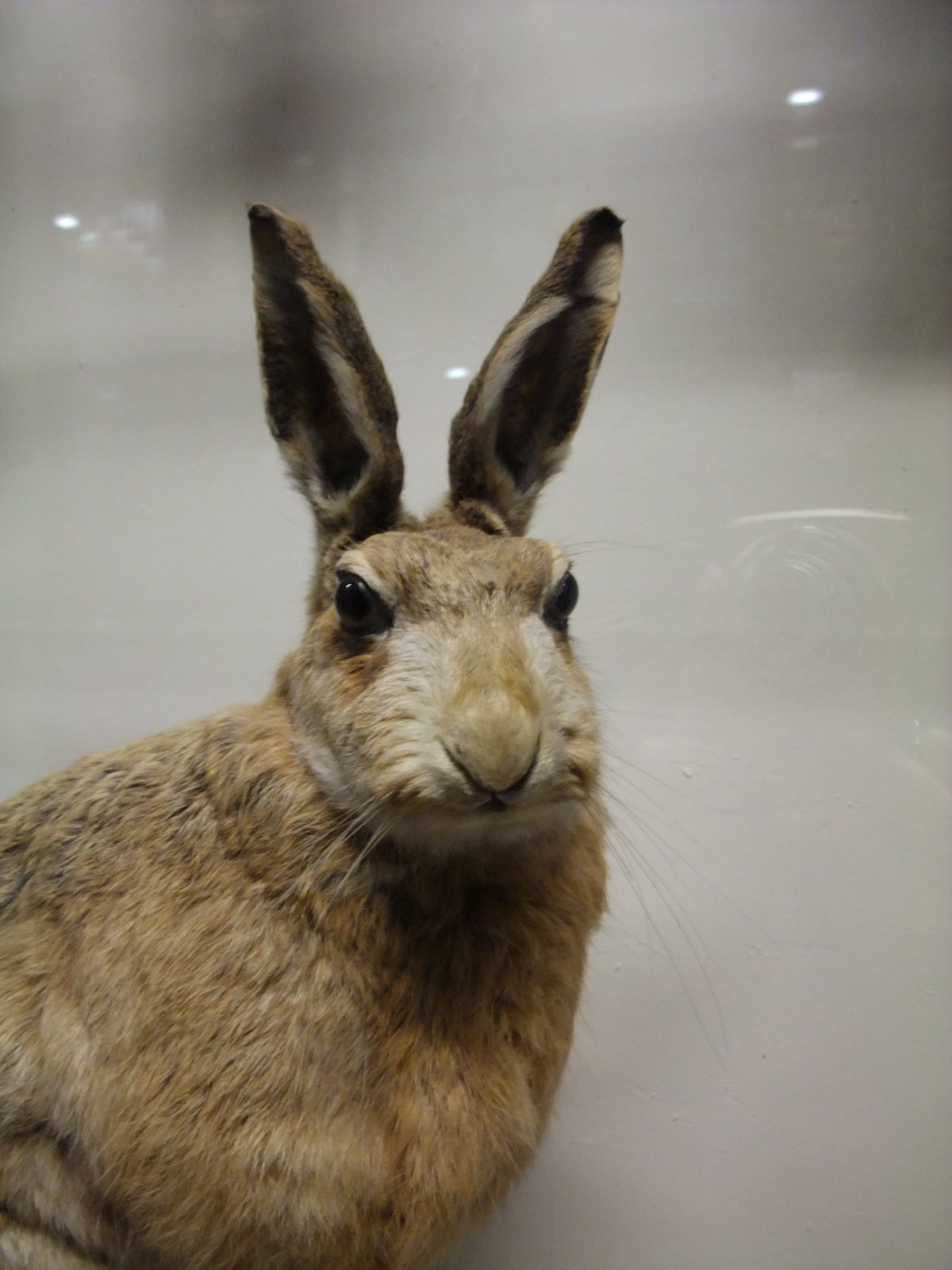 Кролик улыбается