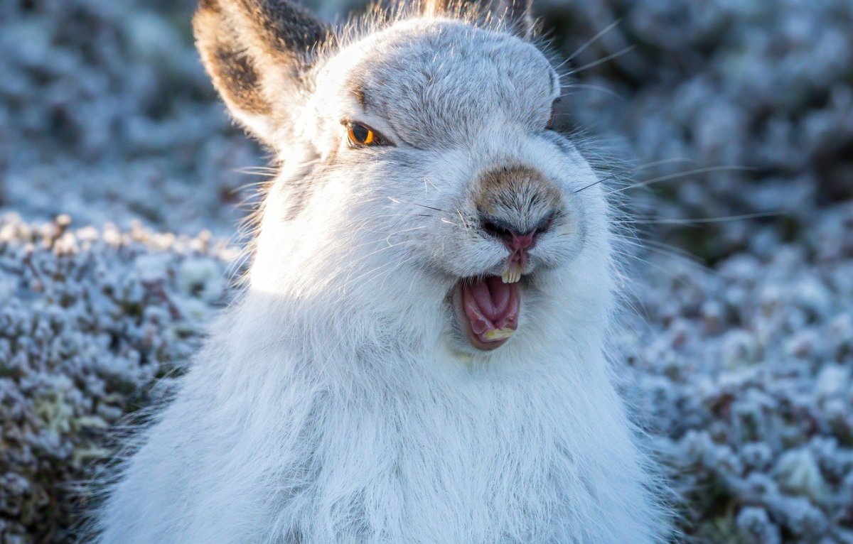 Багз Банни Мем