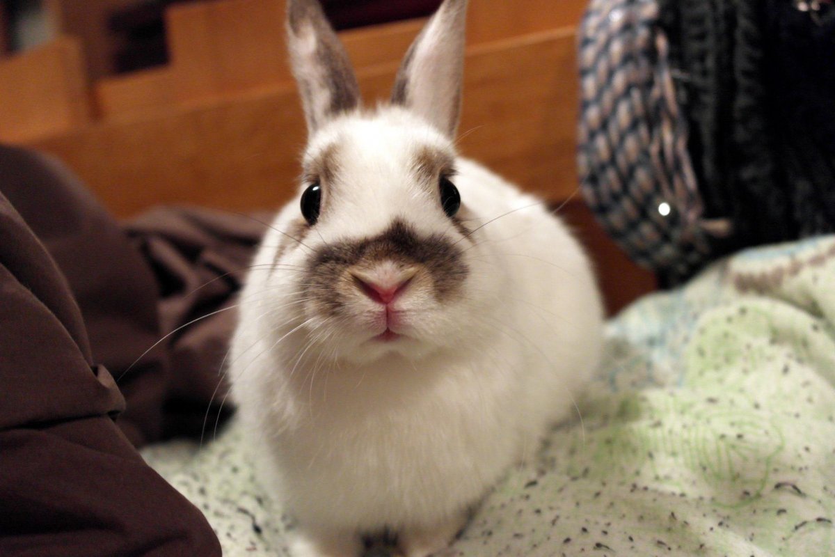 Заяц Беляк морда