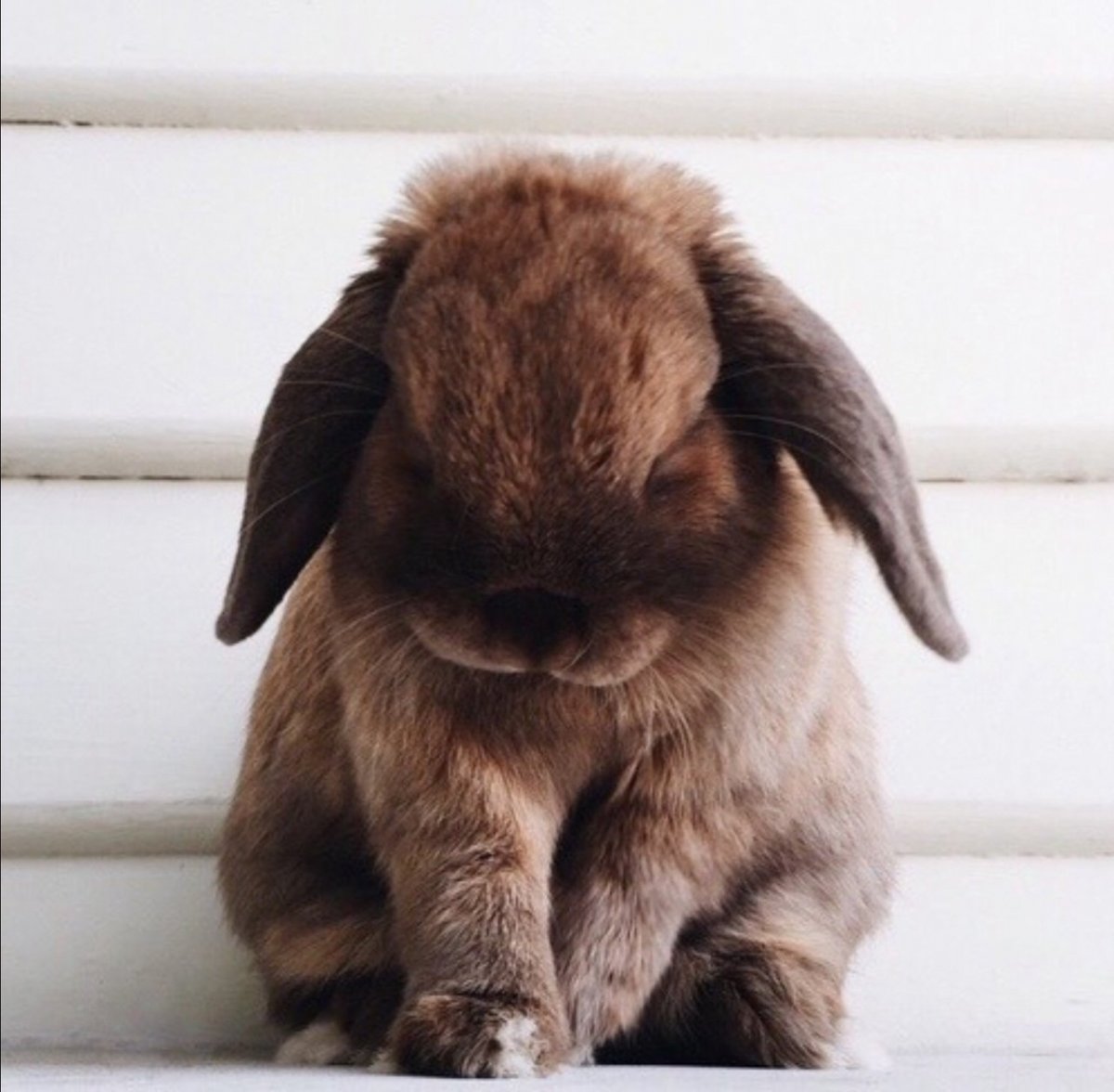 Кролик Багз Мем