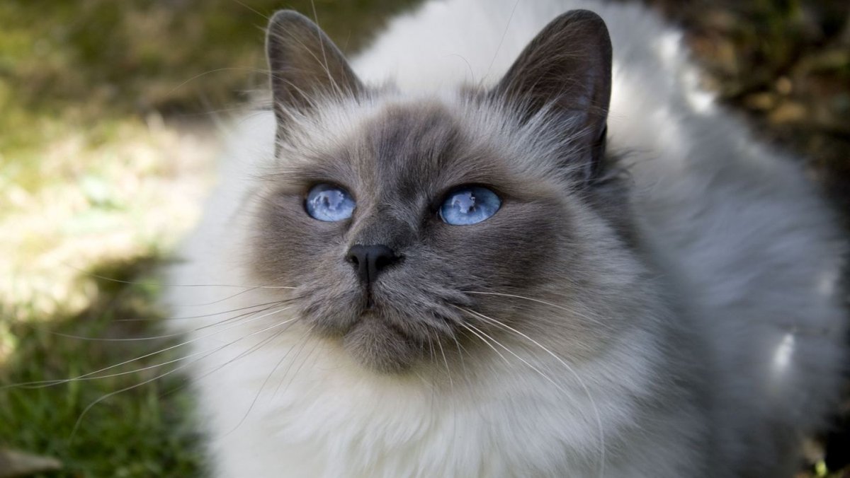 Священная бирманская кошка