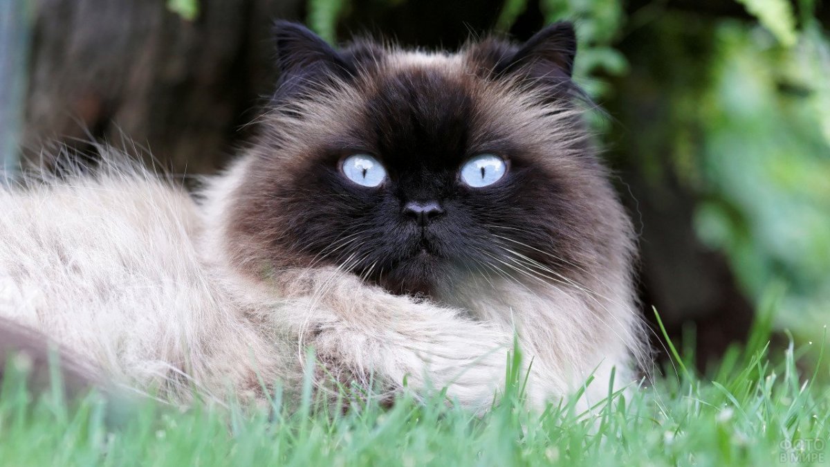 Гималайская кошка котенок