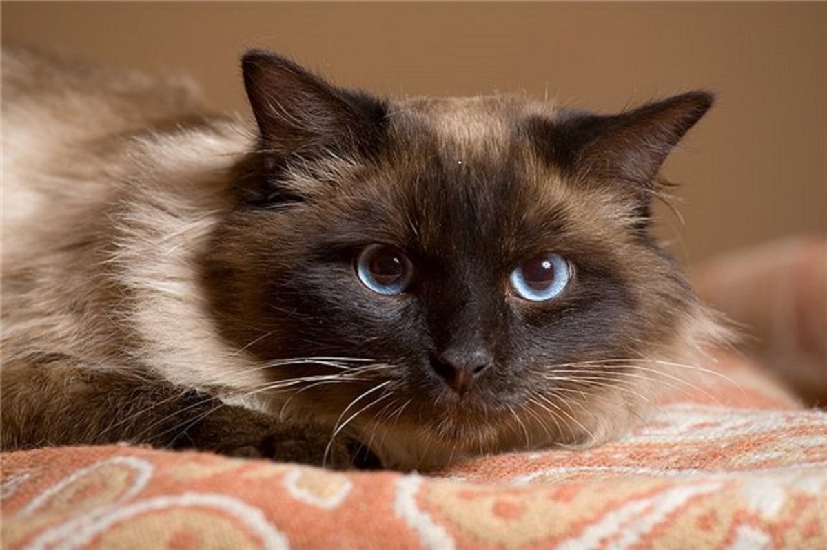 Длинношерстный Рэгдолл