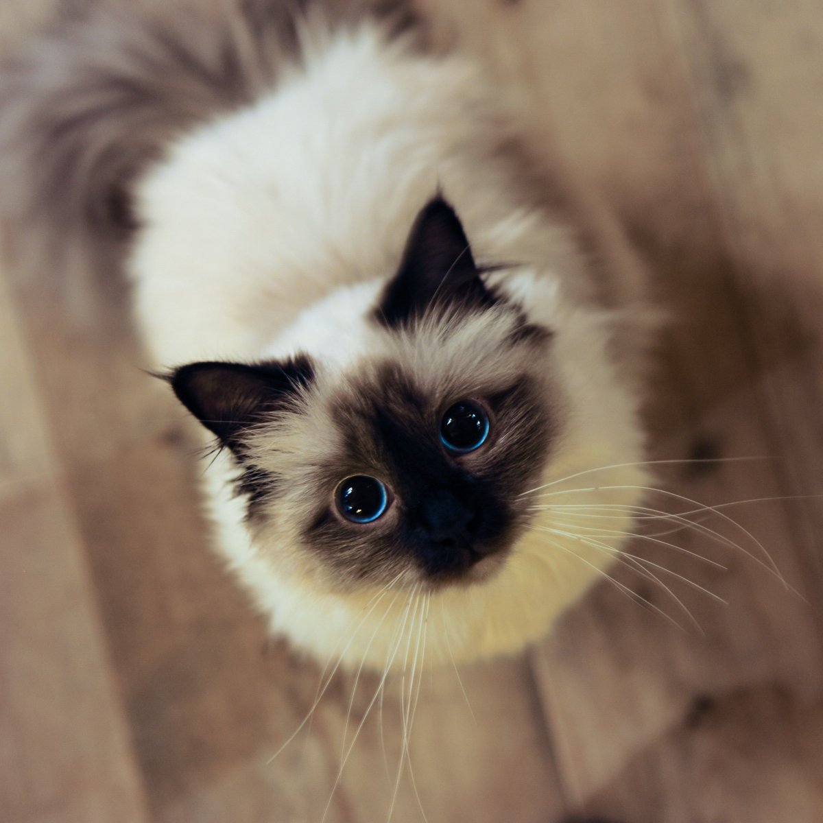 Кот породы Священная Бирма